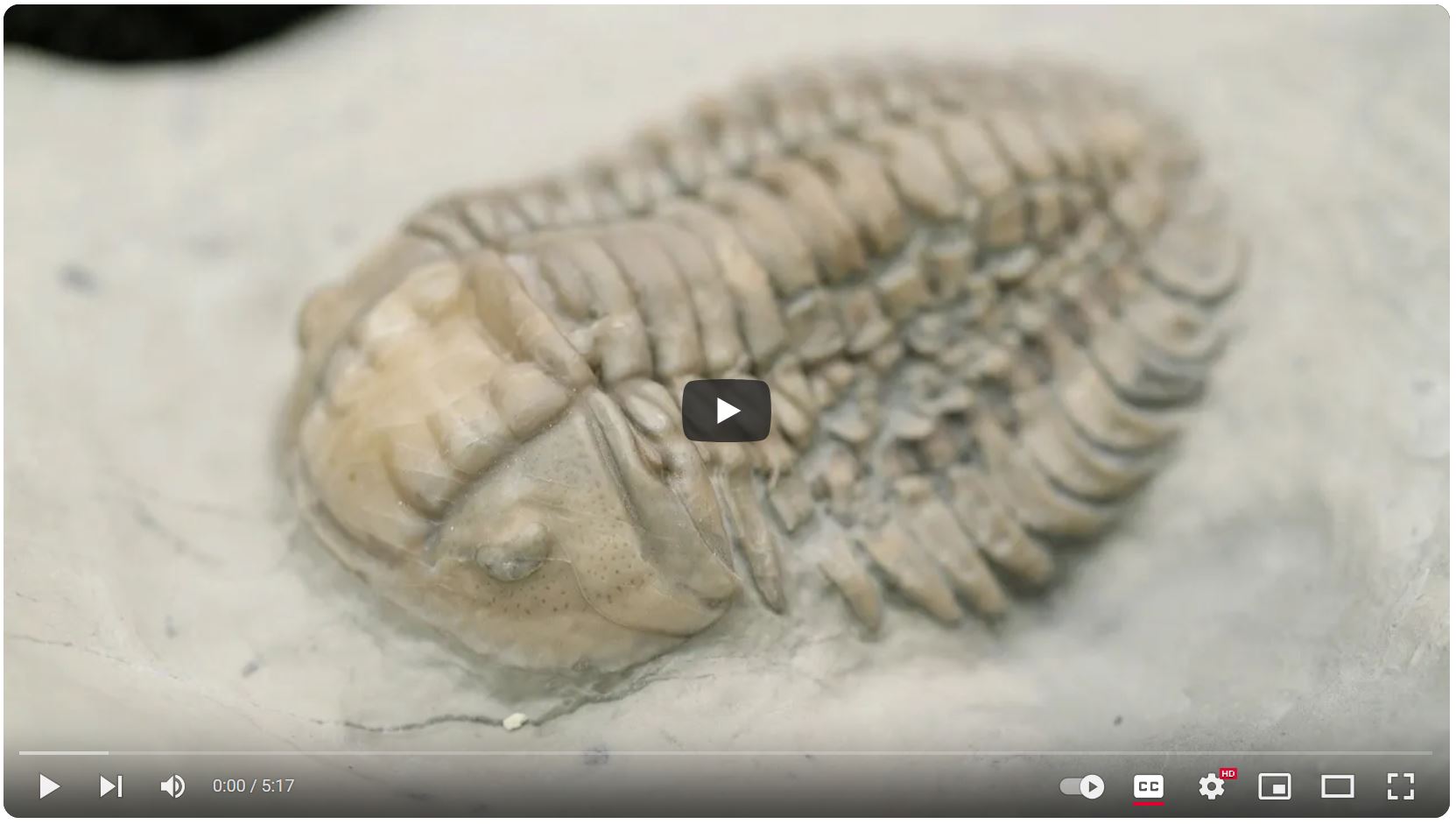 Video: Finding Trilobites on Anticosti Island